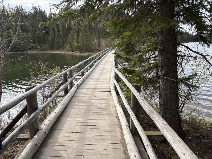 Holzsteg, der in die Ferne führt, im Hintergrund ist ein Wald zu sehen, neben dem Steg steht dein Baum